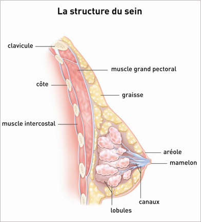 La structure du sein