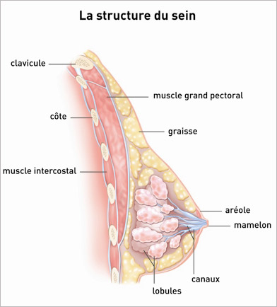 Définition : qu'est-ce qu'un sein ? - Europa Donna France